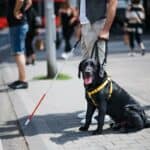 Service Animals and Individuals with Disabilities